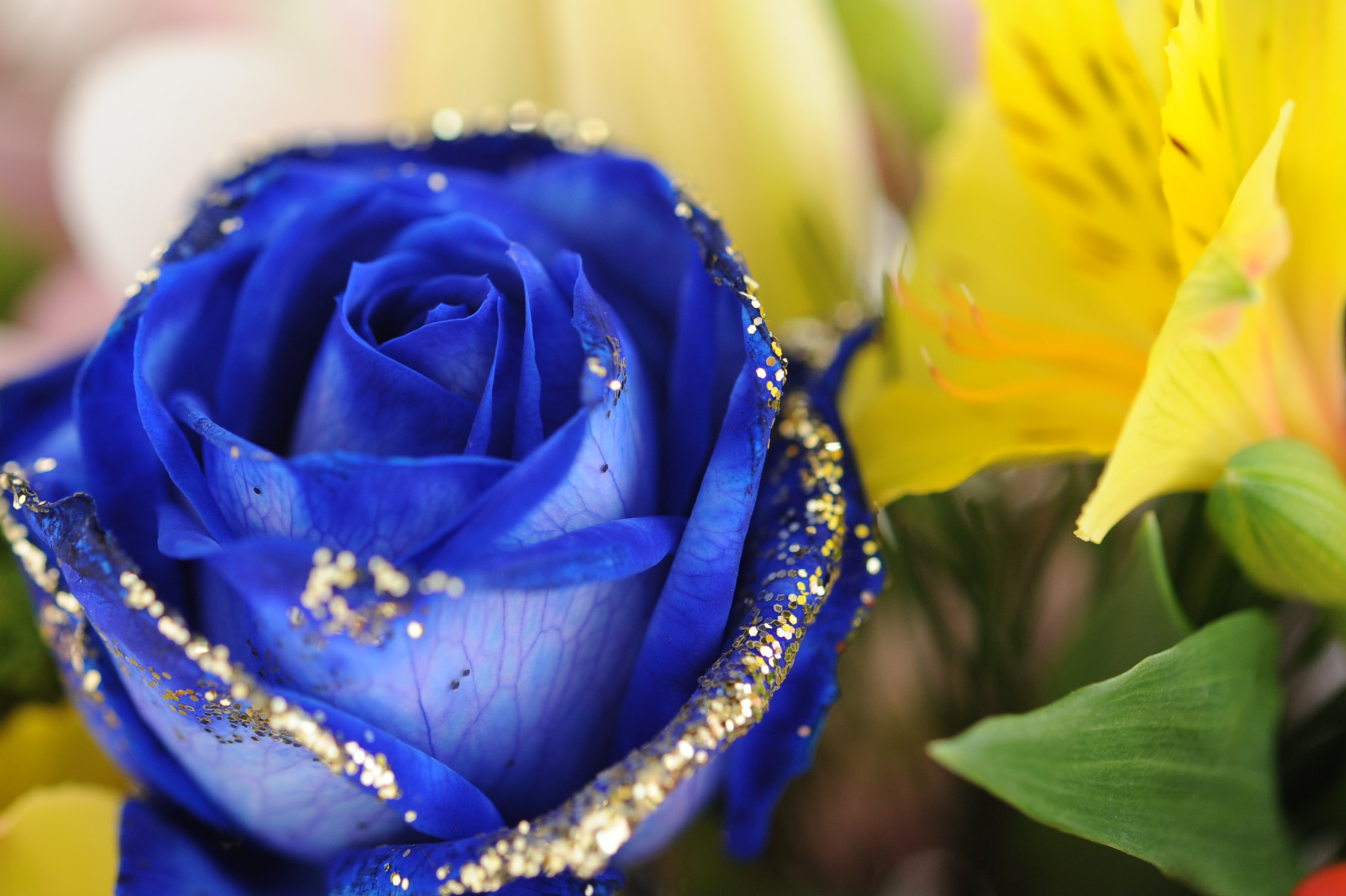 青いバラの花言葉は 奇跡 夢 かなう 不可能 有り得ない フリー画像 デジタル 備忘録