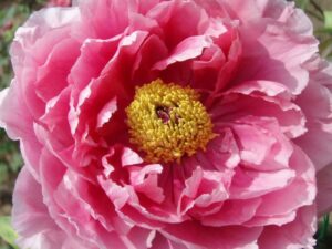高貴で王者の風格を持つ牡丹の花の語源 デジタル 備忘録